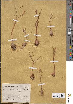 spécimen de Crocus cretensis