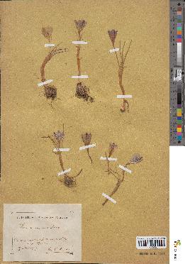 spécimen de Crocus minimus