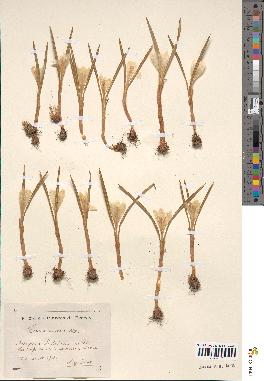 spécimen de Crocus vernus