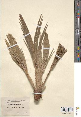 spécimen de Chamaerops humilis
