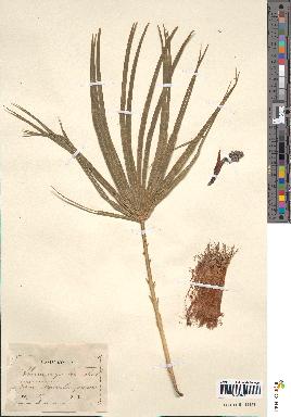 spécimen de Chamaerops humilis