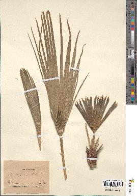 spécimen de Chamaerops humilis
