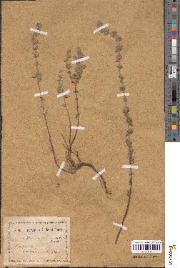 spécimen de Micromeria nervosa