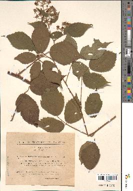 spécimen de Rubus serpens