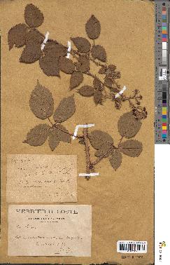 spécimen de Rubus bellardi x hirtus