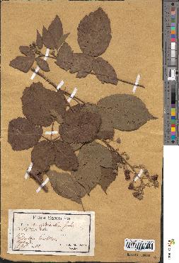 spécimen de Rubus amygdalanthus