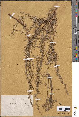 spécimen de Artemisia campestris