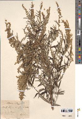 spécimen de Artemisia selengensis