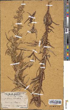 spécimen de Artemisia selengensis