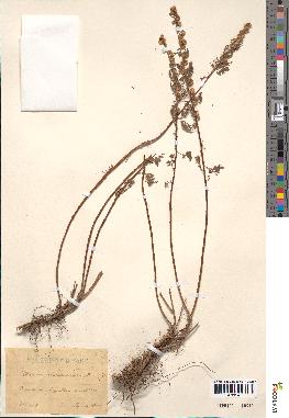 spécimen de Artemisia chamaemelifolia