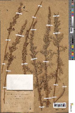 spécimen de Artemisia chamaemelifolia