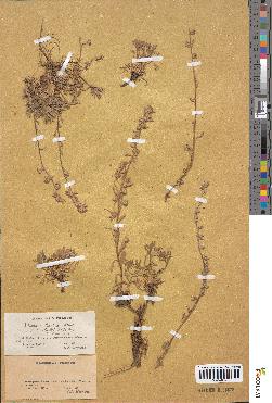 spécimen de Artemisia eriantha