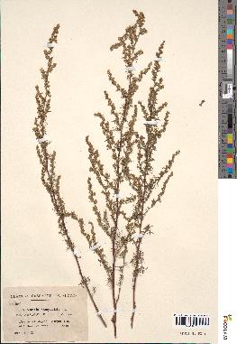 spécimen de Artemisia campestris