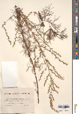 spécimen de Artemisia campestris