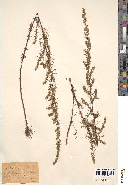 spécimen de Artemisia campestris