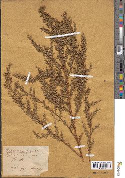 spécimen de Artemisia campestris