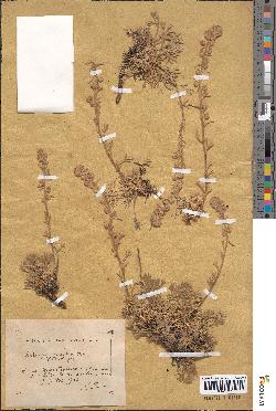 spécimen de Artemisia eriantha