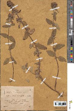 spécimen de Calamintha clinopodium