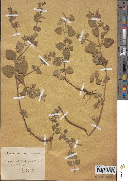 spécimen de Calamintha ascendens