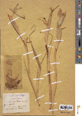 spécimen de Iris serotina