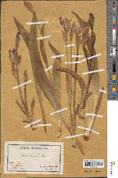 spécimen de Iris nudicaulis