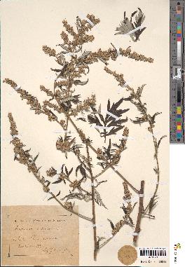 spécimen de Artemisia vulgaris