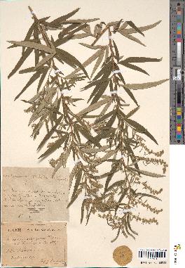 spécimen de Artemisia selengensis