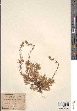 spécimen de Artemisia mutellina