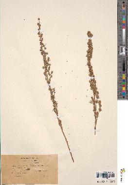 spécimen de Artemisia camphorata