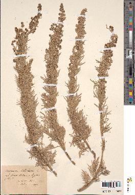 spécimen de Artemisia arborescens