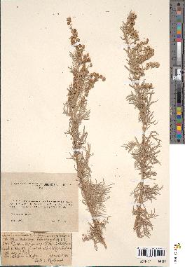 spécimen de Artemisia arborescens