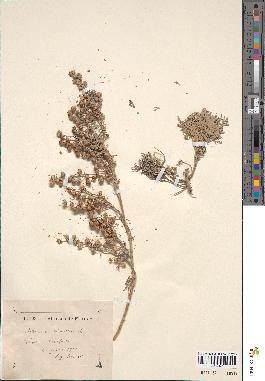 spécimen de Artemisia arborescens