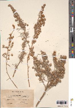 spécimen de Artemisia arborescens