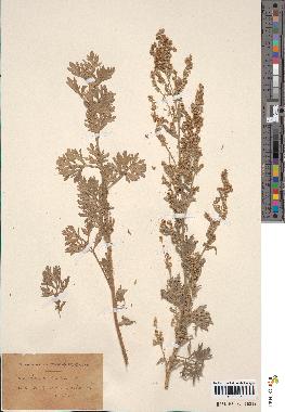 spécimen de Artemisia absinthium