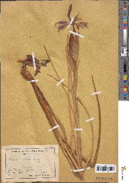 spécimen de Iris xiphioides