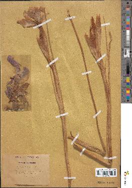 spécimen de Iris xiphioides