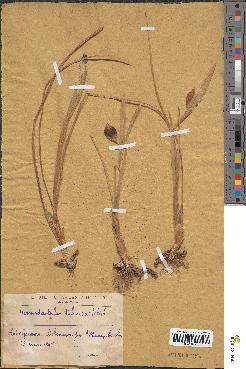 spécimen de Iris tuberosa