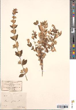 spécimen de Teucrium fruticans