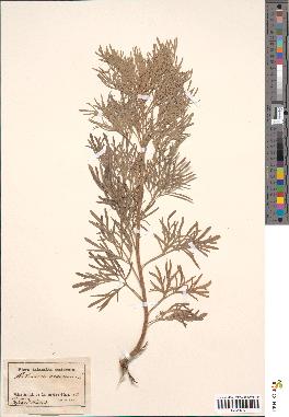 spécimen de Artemisia arborescens