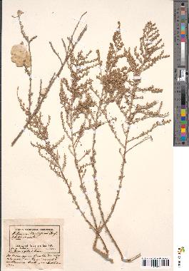 spécimen de Artemisia odoratissima