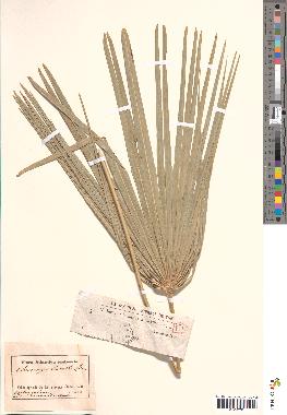spécimen de Chamaerops humilis