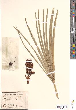 spécimen de Chamaerops humilis