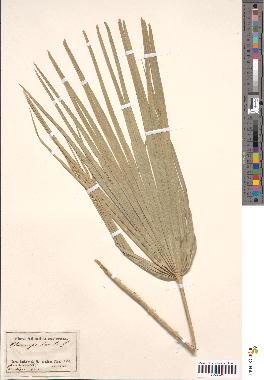 spécimen de Chamaerops humilis