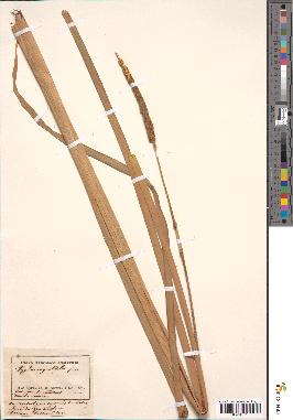 spécimen de Typha angustifolia