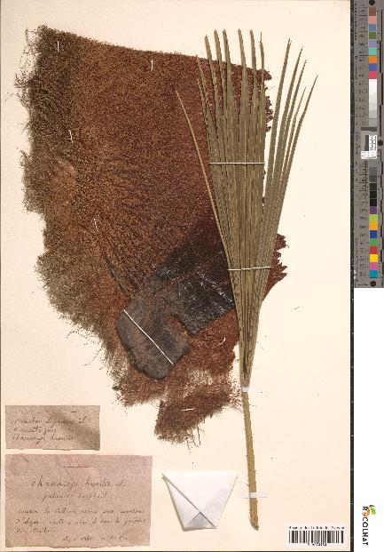 spécimen de Chamaerops humilis