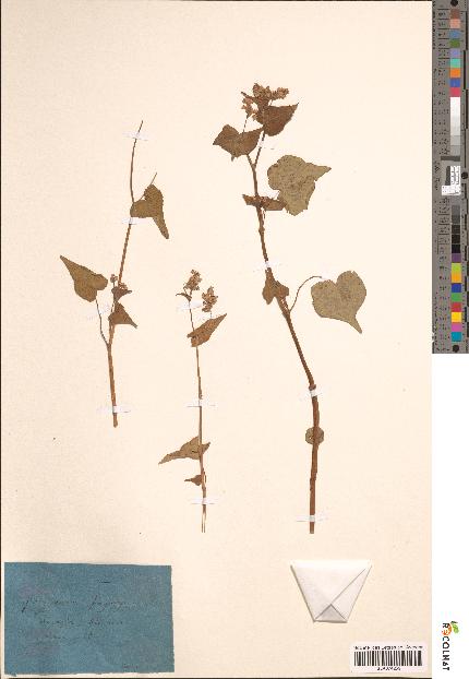 spécimen de Polygonum fagopyrum