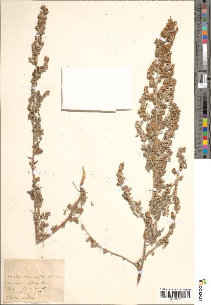 spécimen de Artemisia absinthium