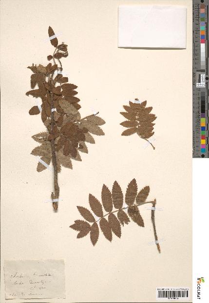 spécimen de Sorbus domestica