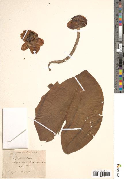 spécimen de Nymphaea lutea