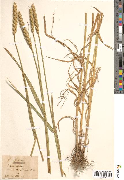 spécimen de Triticum sativum